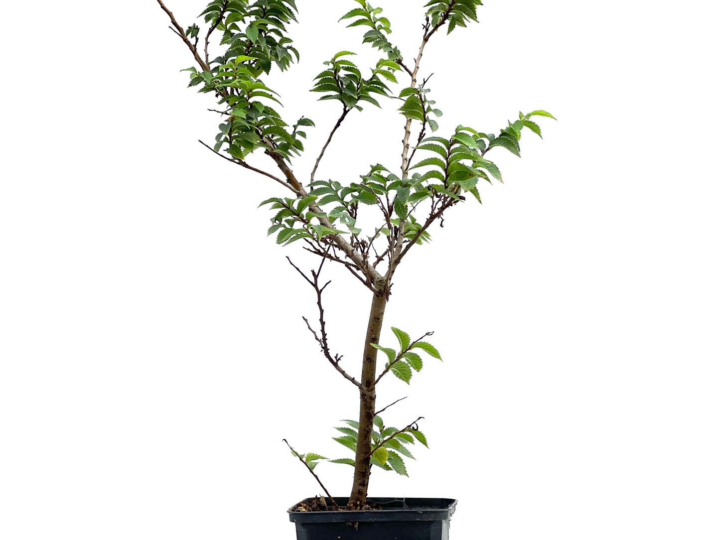 Ulmus Jacqueline Hiller