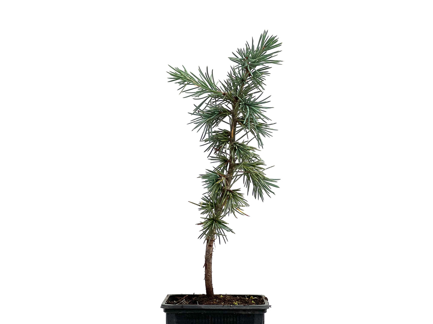 Cedrus Atlantica