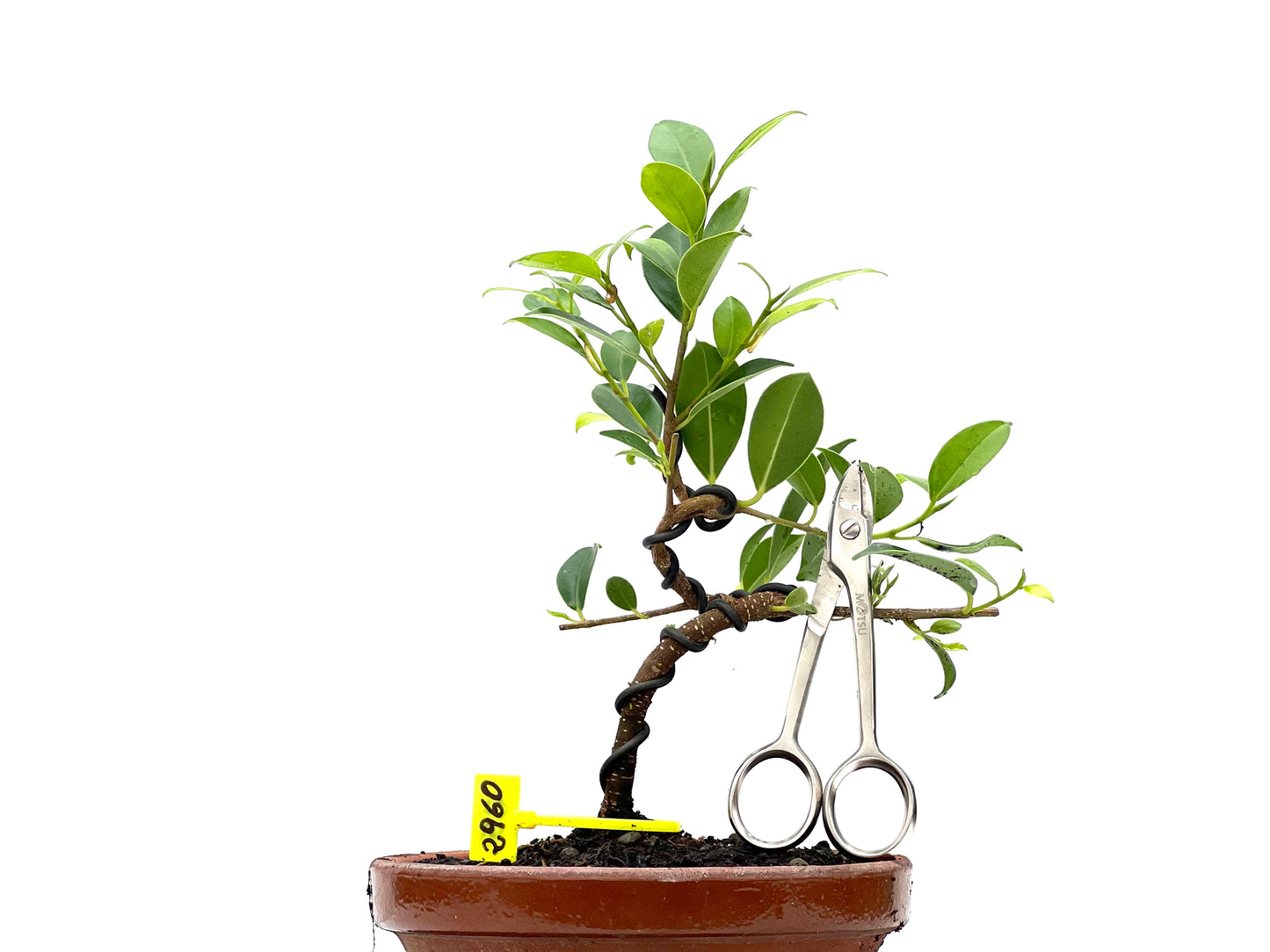 Ficus Tiger Bark 2960