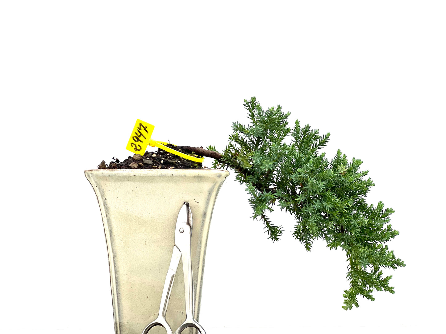 Juniperus Procumbens Nana 2947