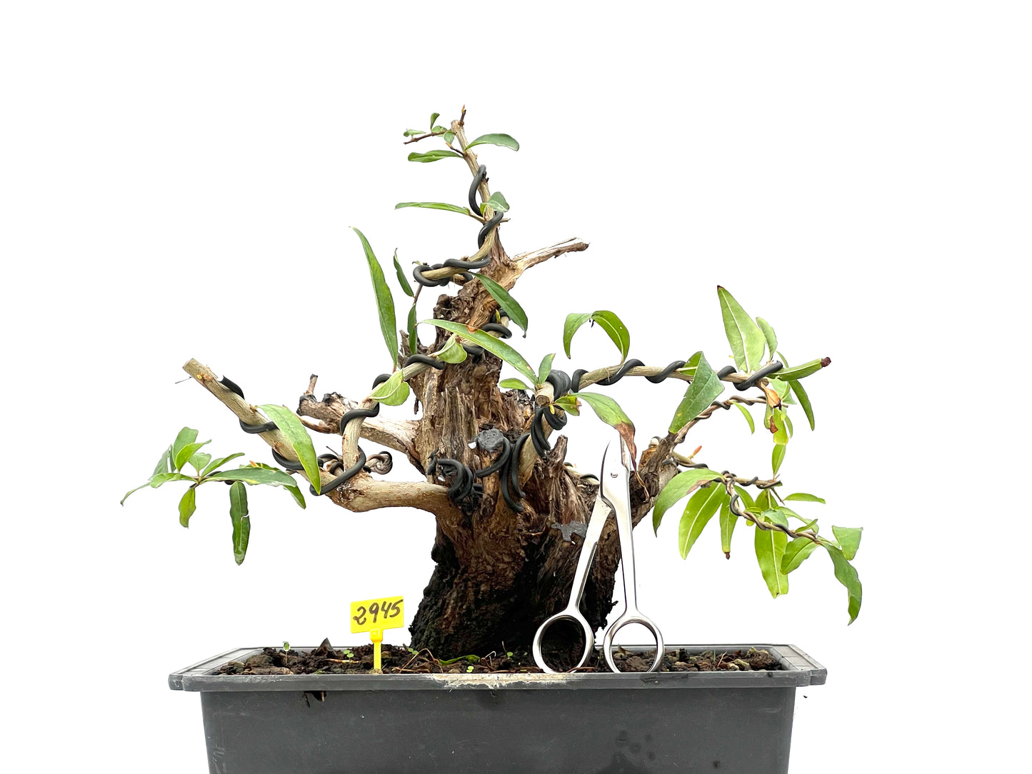 Punica Granatum Nejikan 2945