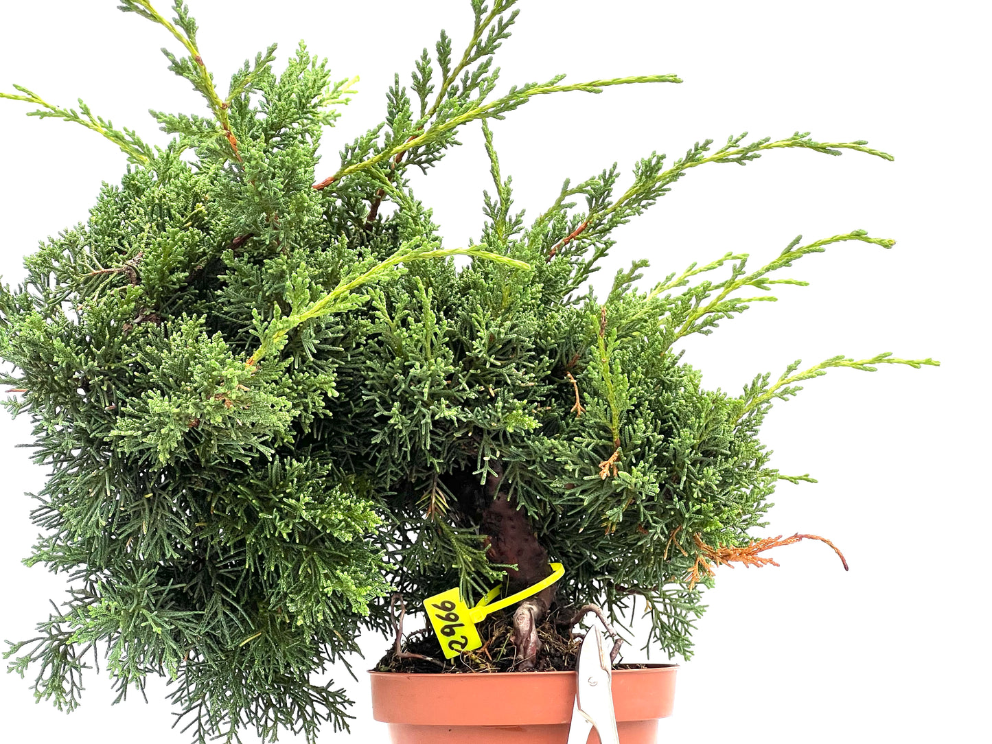Juniperus Chinensis Kyshu 2966