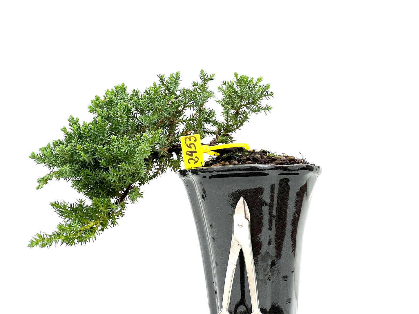 Juniperus Procumbens Nana 2953