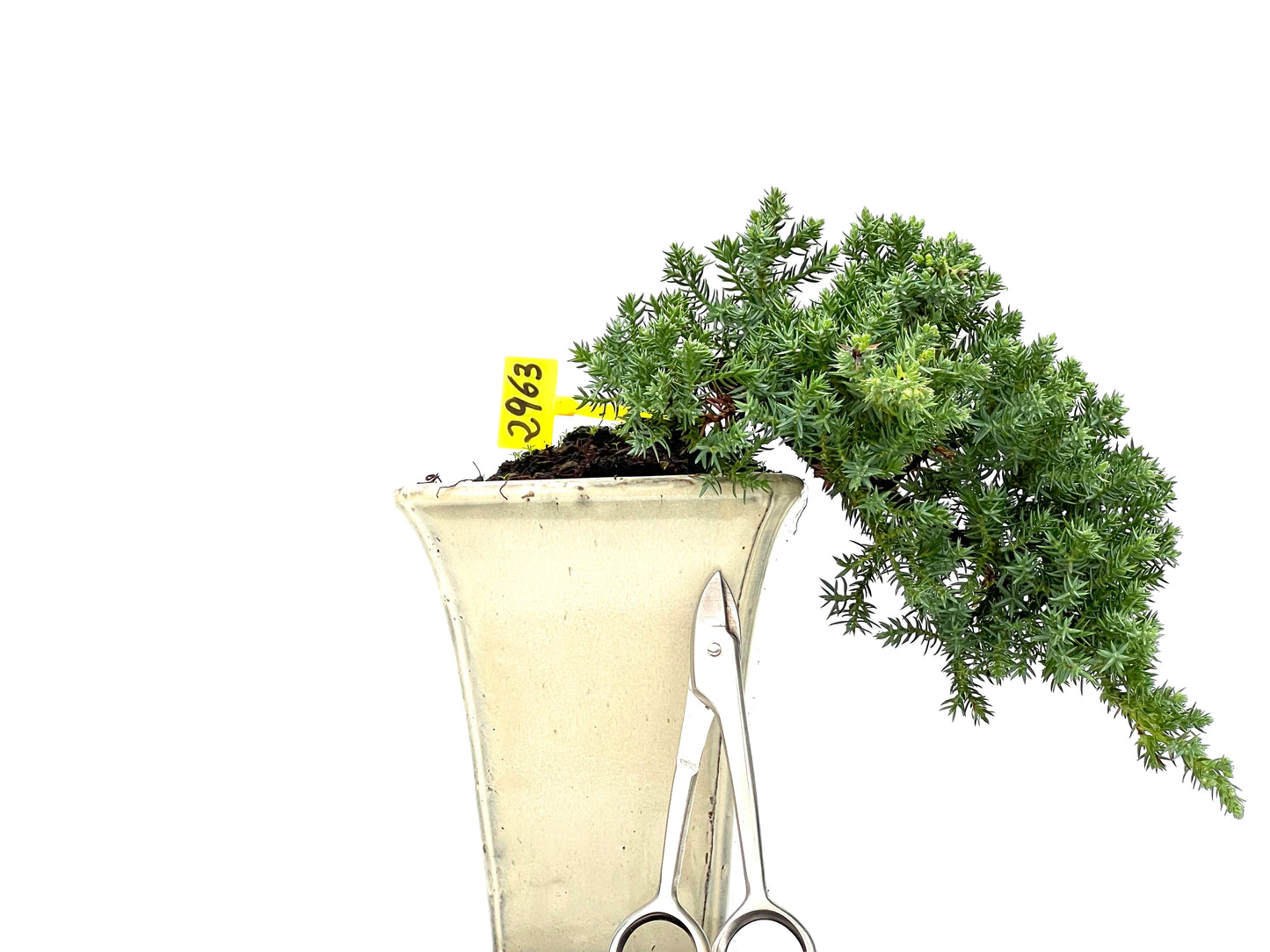 Juniperus Procumbens Nana 2963