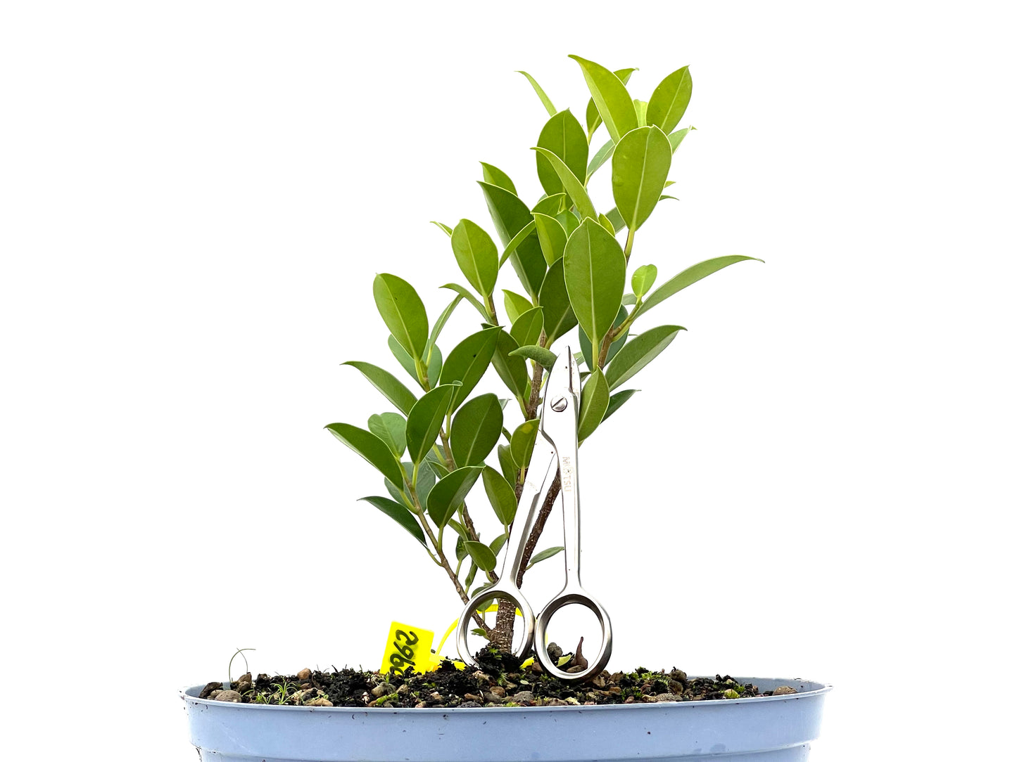 Ficus Tiger Bark 2962