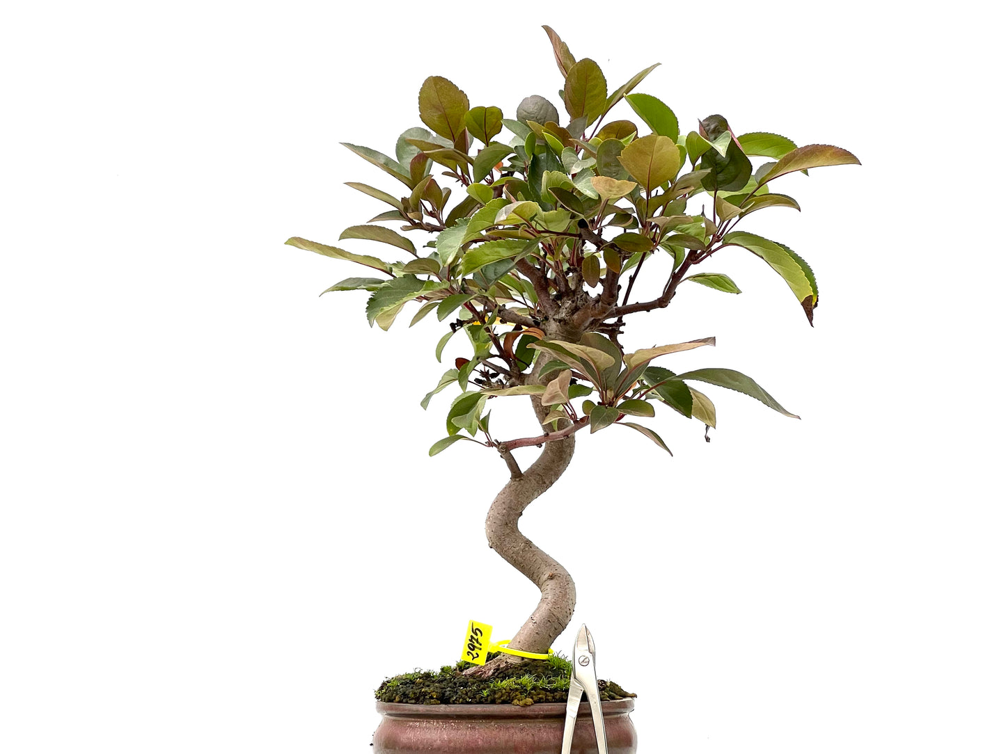 Malus Floribunda 2975