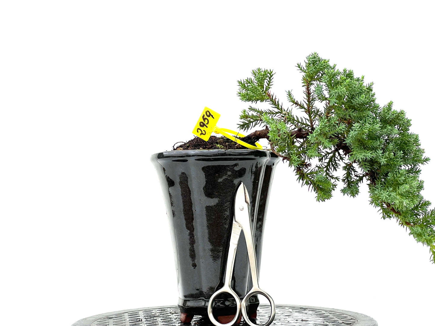 Juniperus Procumbens Nana 2959