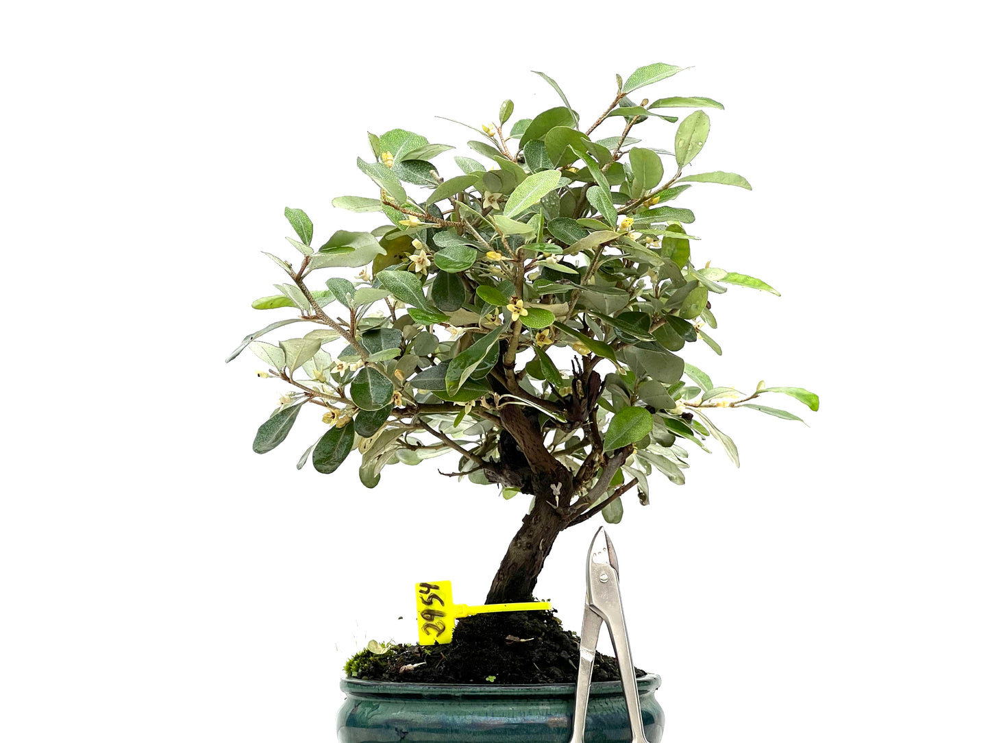 Eleagnus Pungens 2954