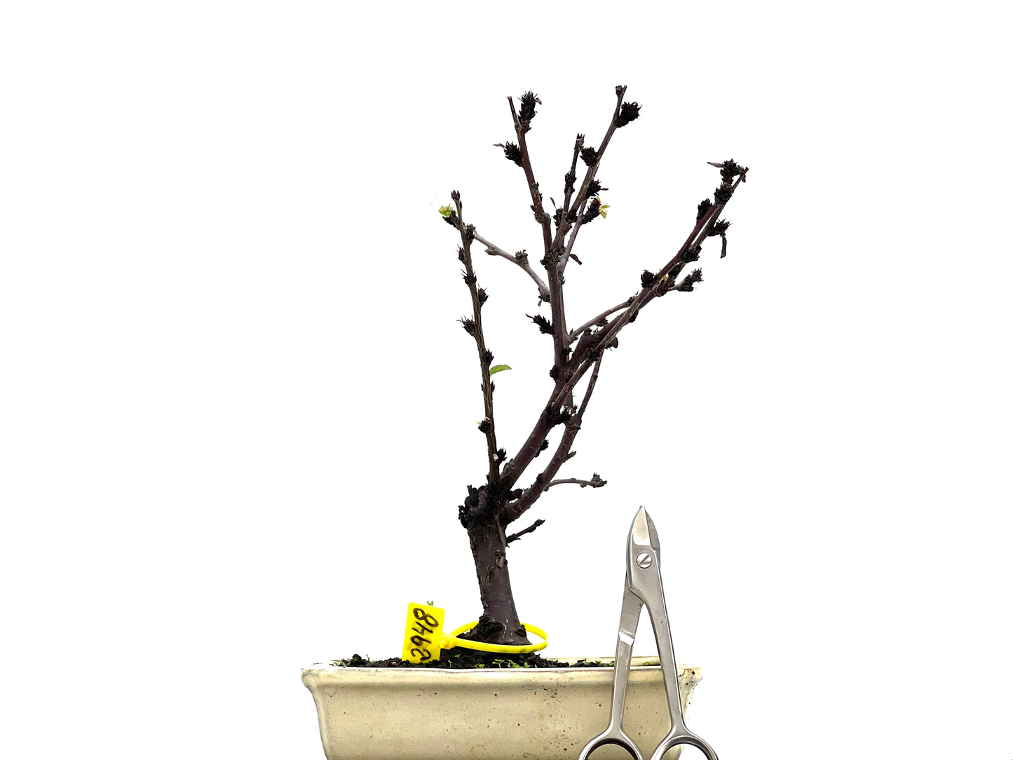 Prunus Tormentosa 2948