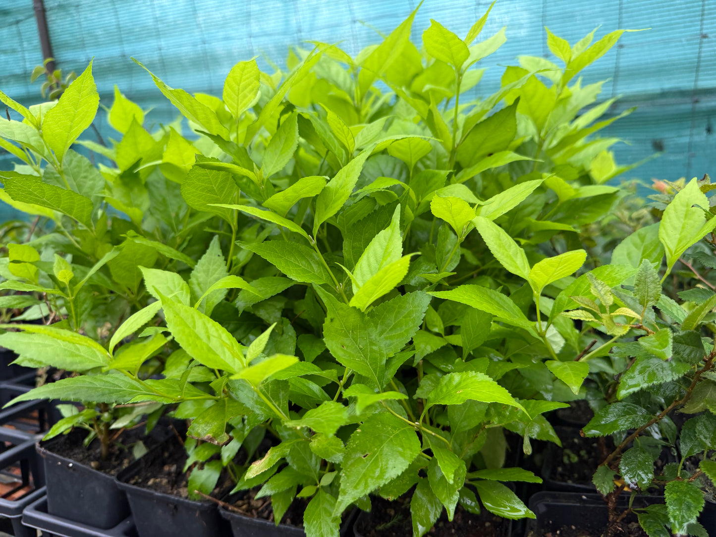 Callicarpa - Snow Queen- Blanca