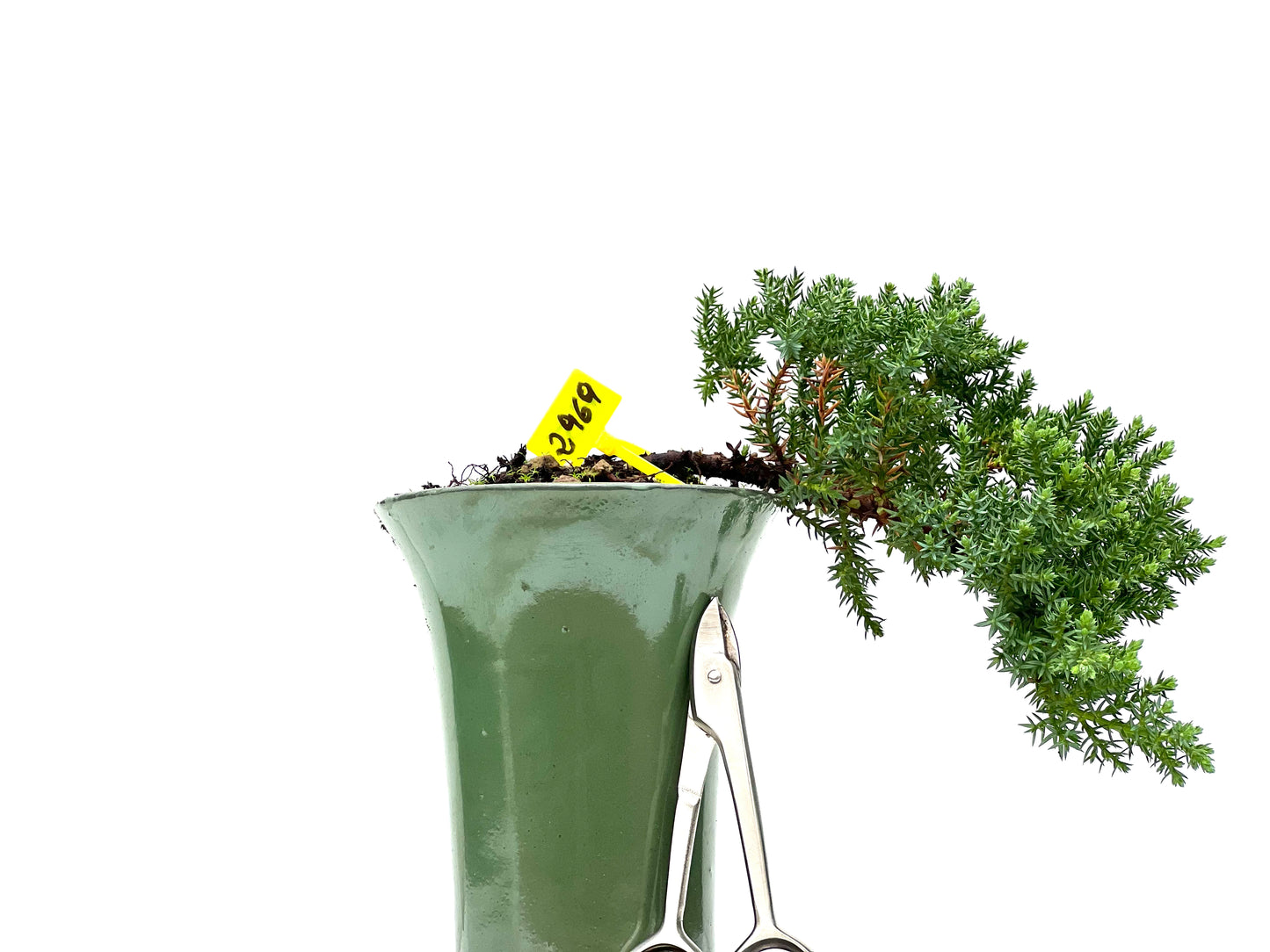 Juniperus Procumbens Nana 2969