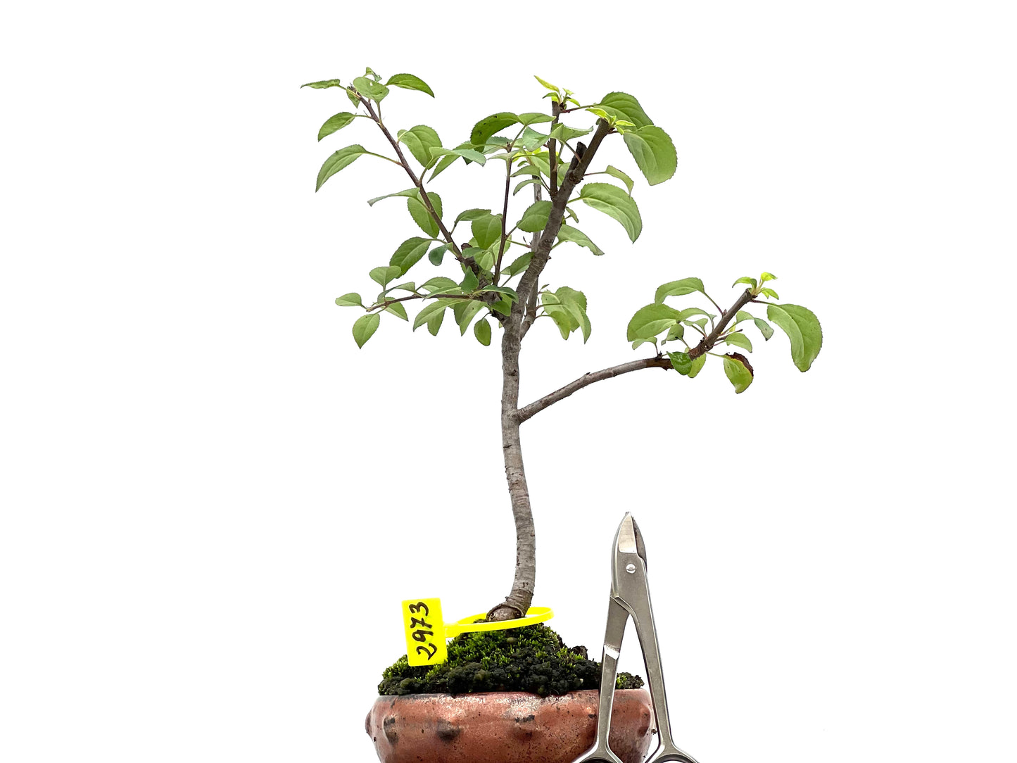 Malus Sylvestris 2973