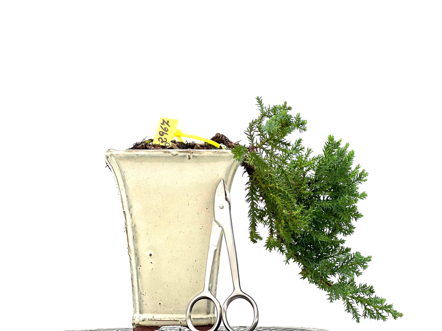 Juniperus Procumbens Nana 2967