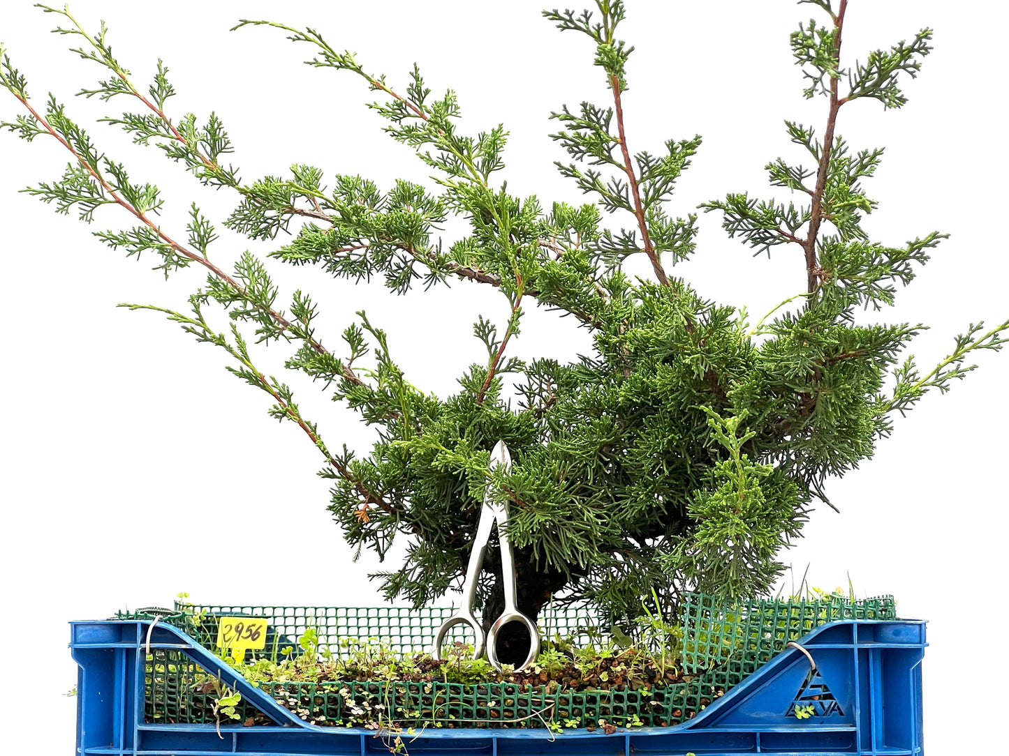 Juniperus Chinensis Itoigawa 2956