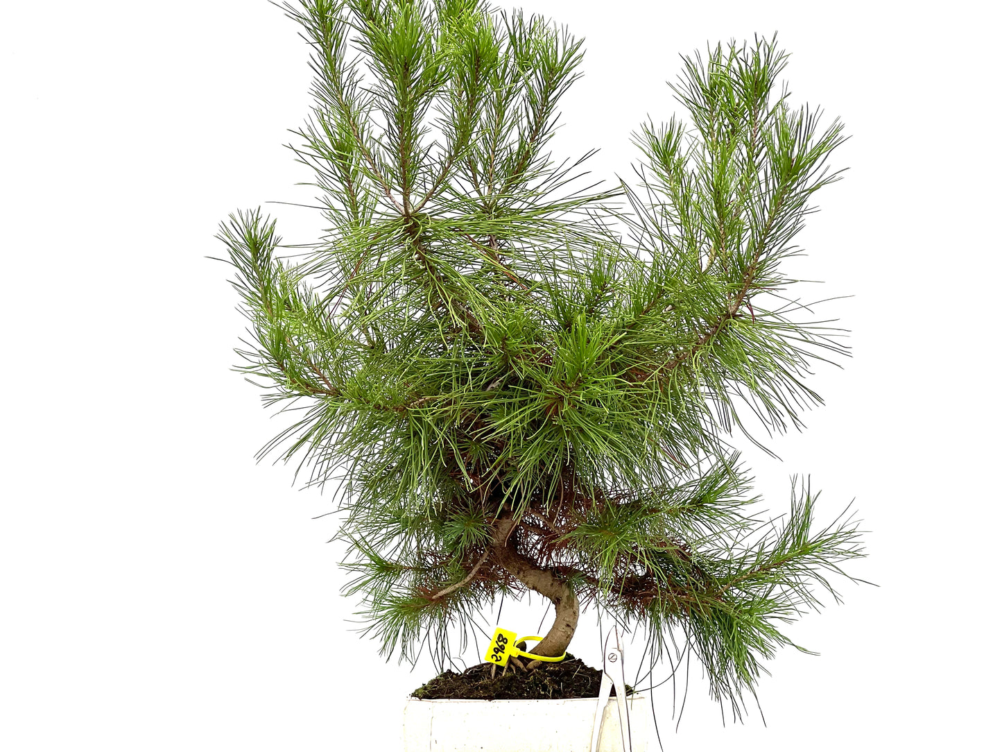 Pinus Halepensis 2968