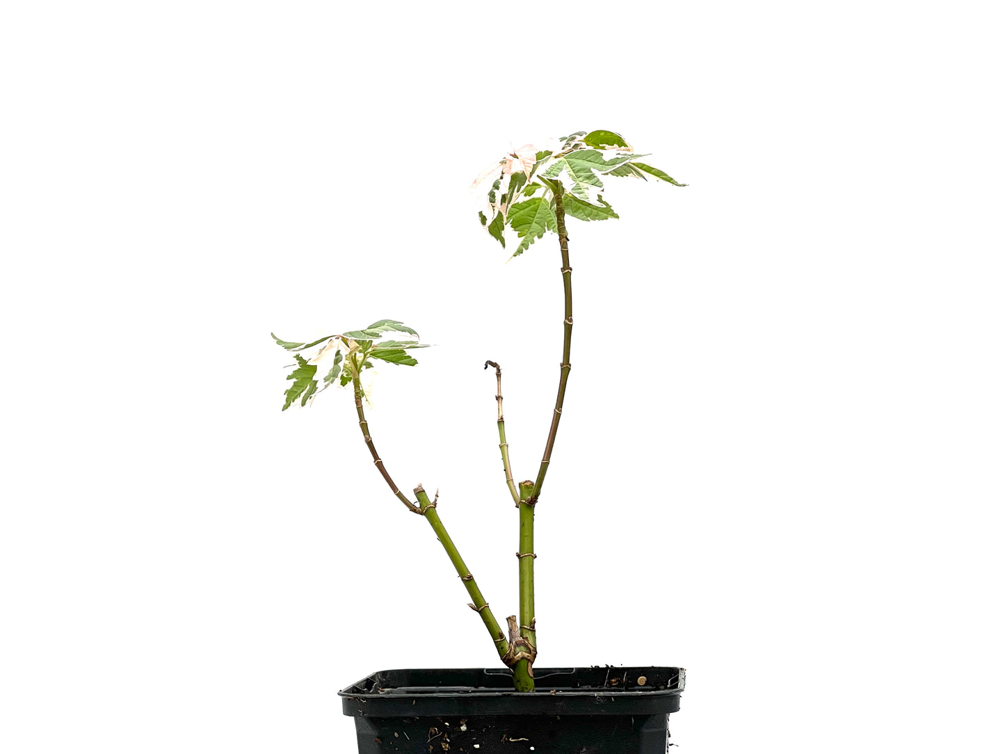 Acer Flamingo Negundo