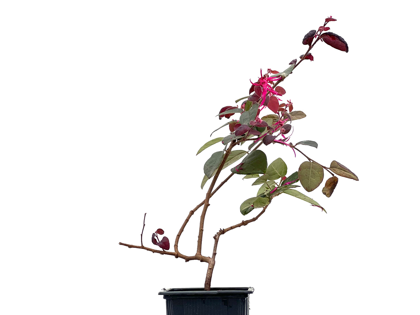 Loropetalum