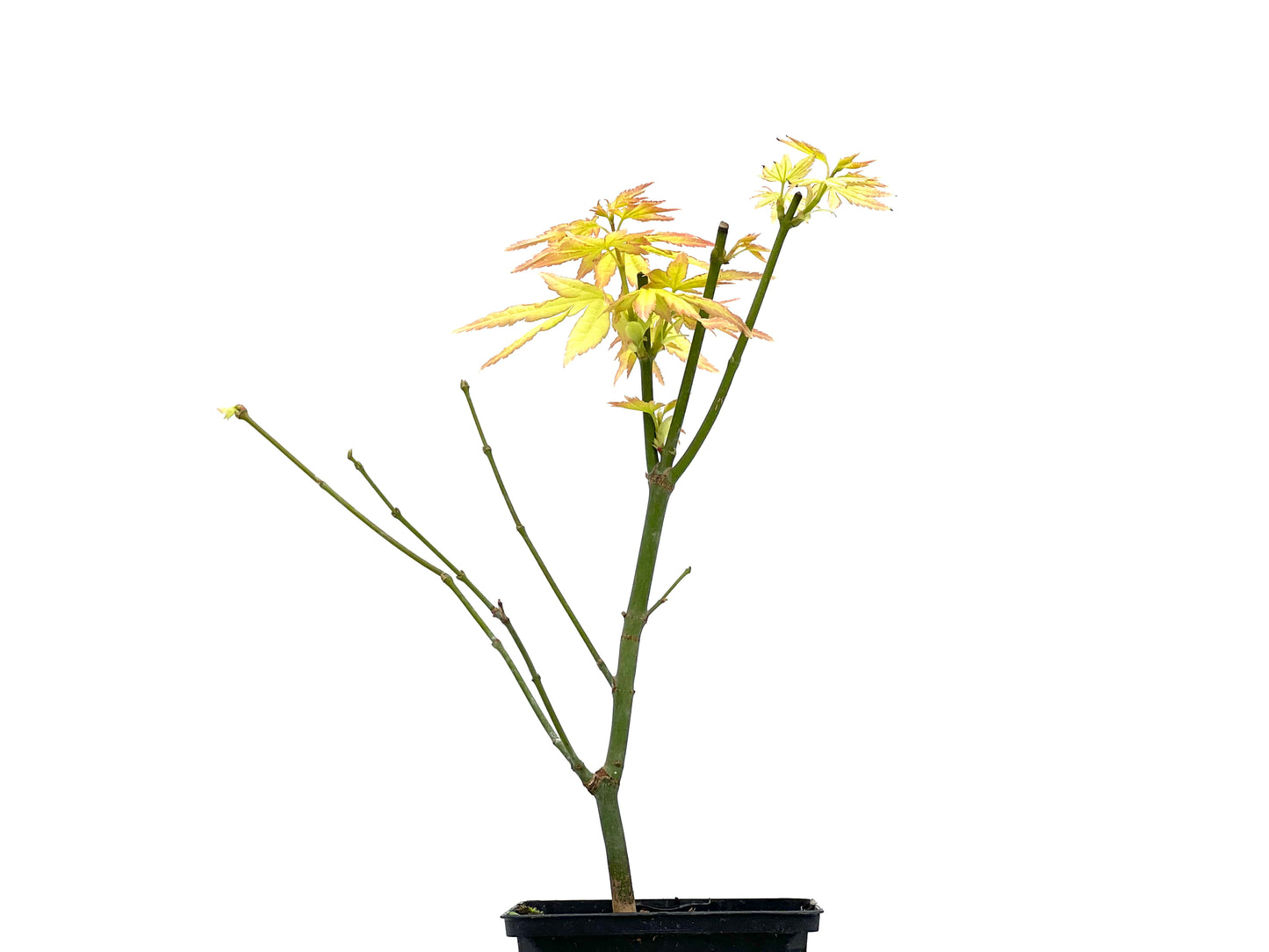 Arce Palmatum Katsura