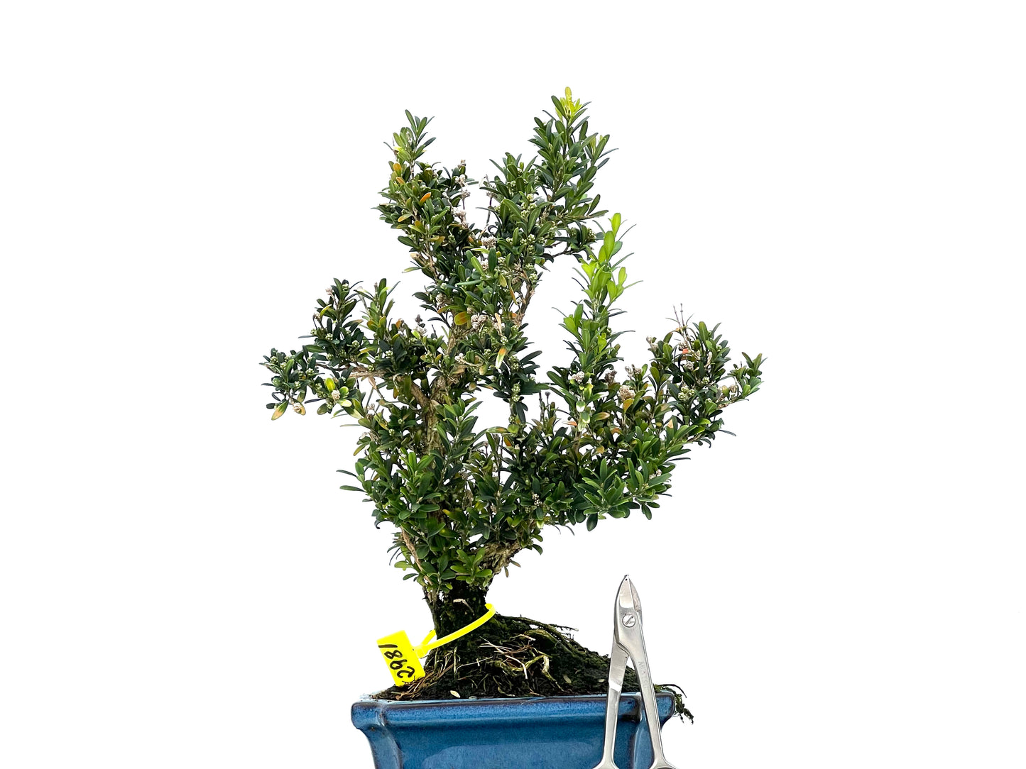 Buxus Harlandii 2981