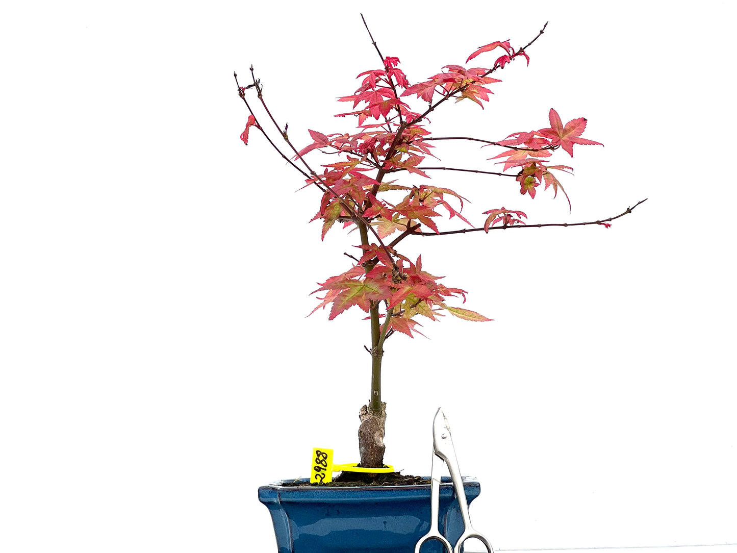 Arce Palmatum Deshojo 2988