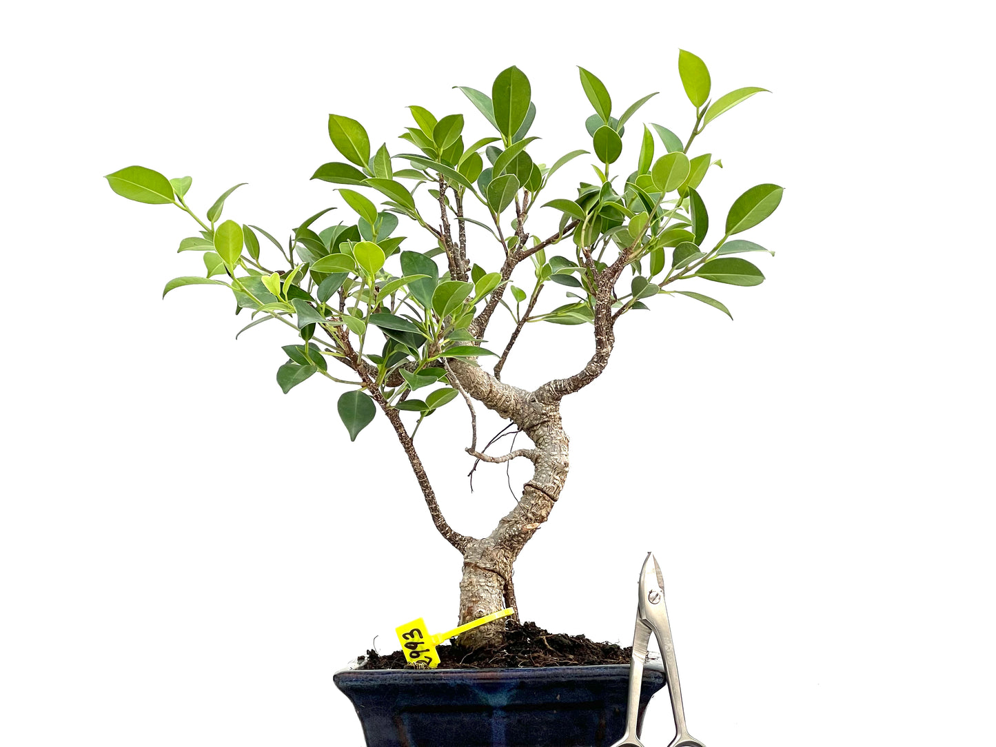 Ficus Tiger Bark 2993