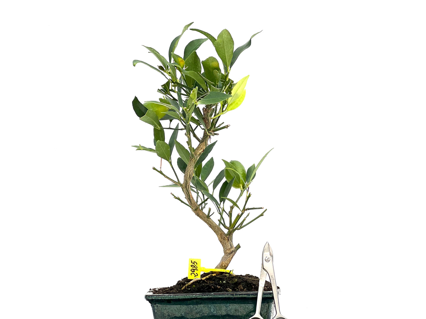 Citrus Limencuat 2985