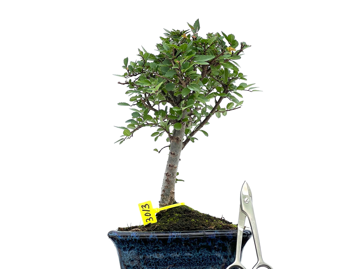 Ulmus Parvifolia 3013