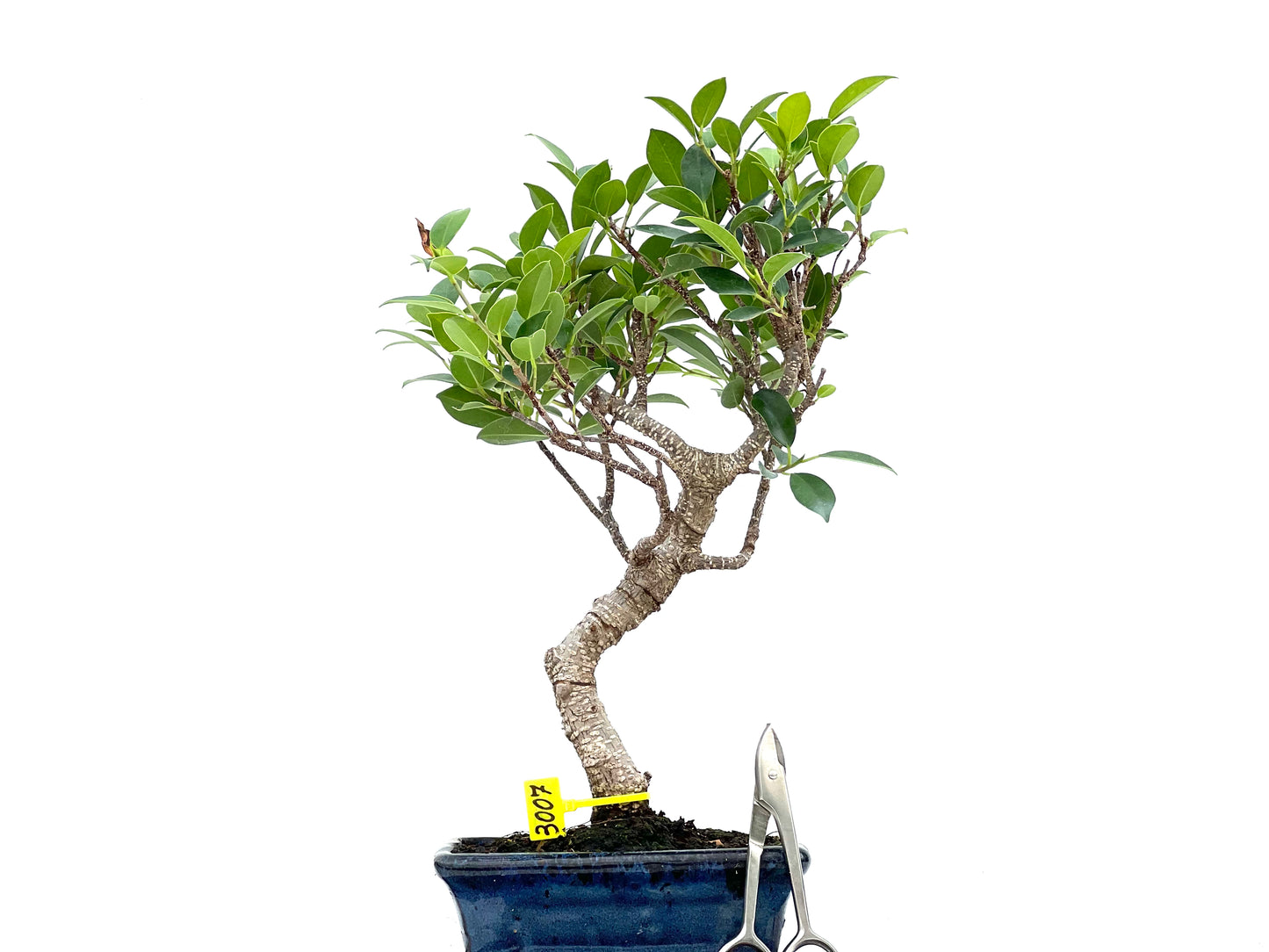 Ficus Tiger Bark 3007