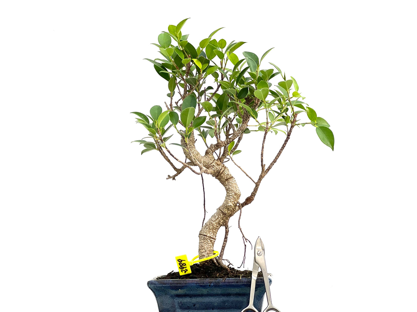 Ficus Tiger Bark 2989