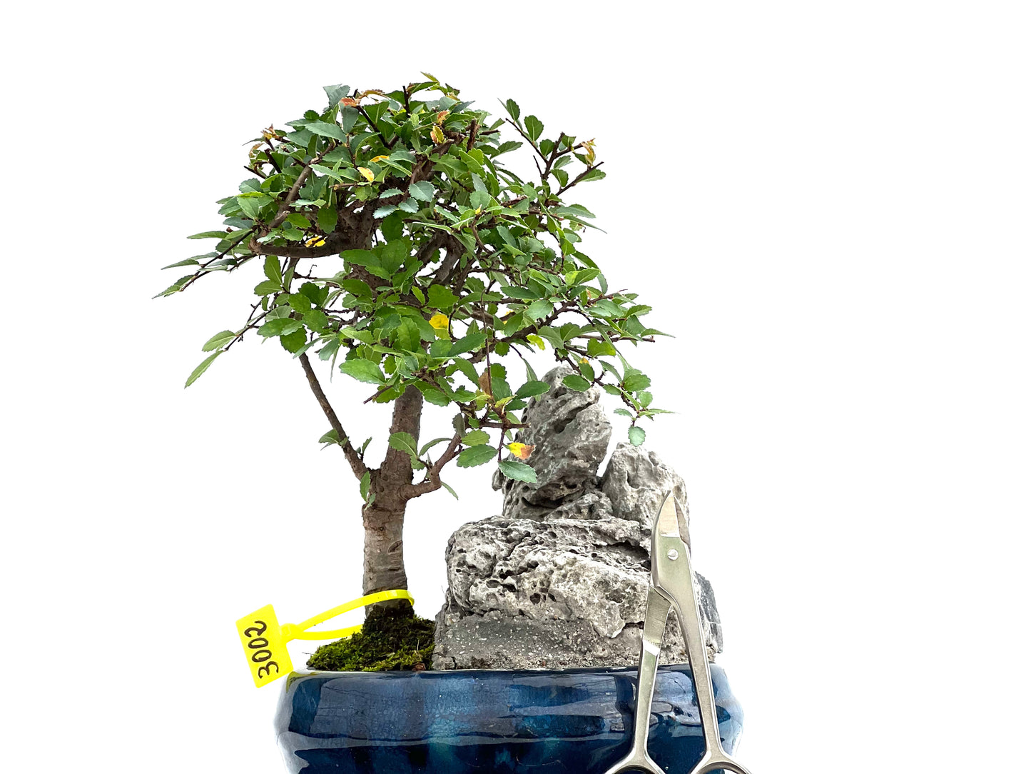 Ulmus Parvifolia 3002