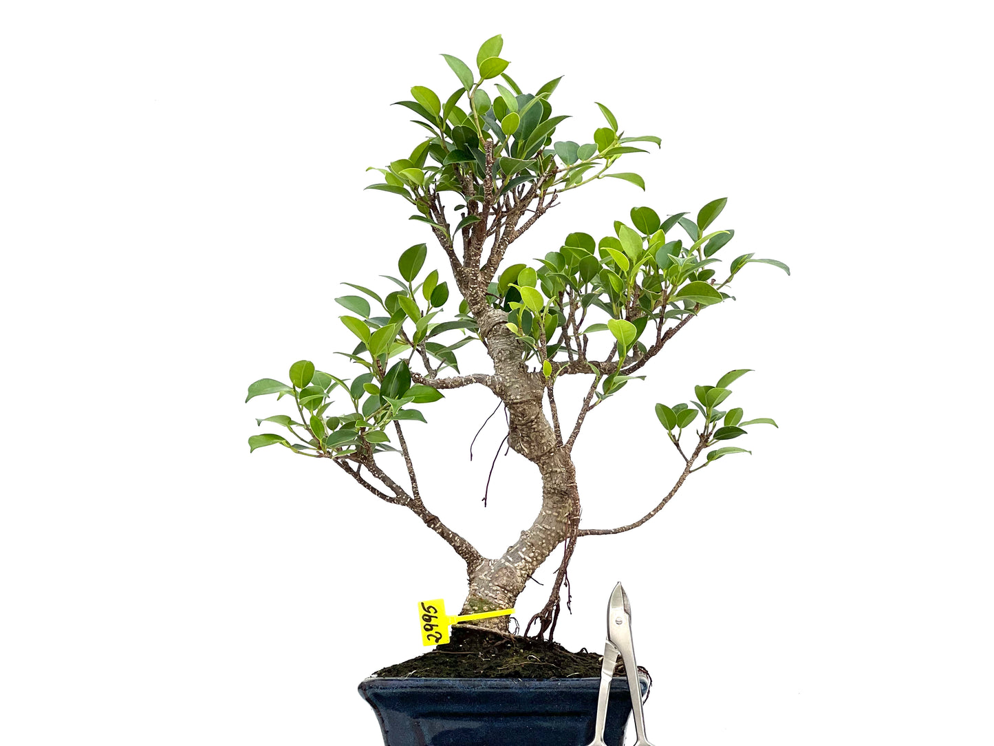 Ficus Tiger Bark 2995