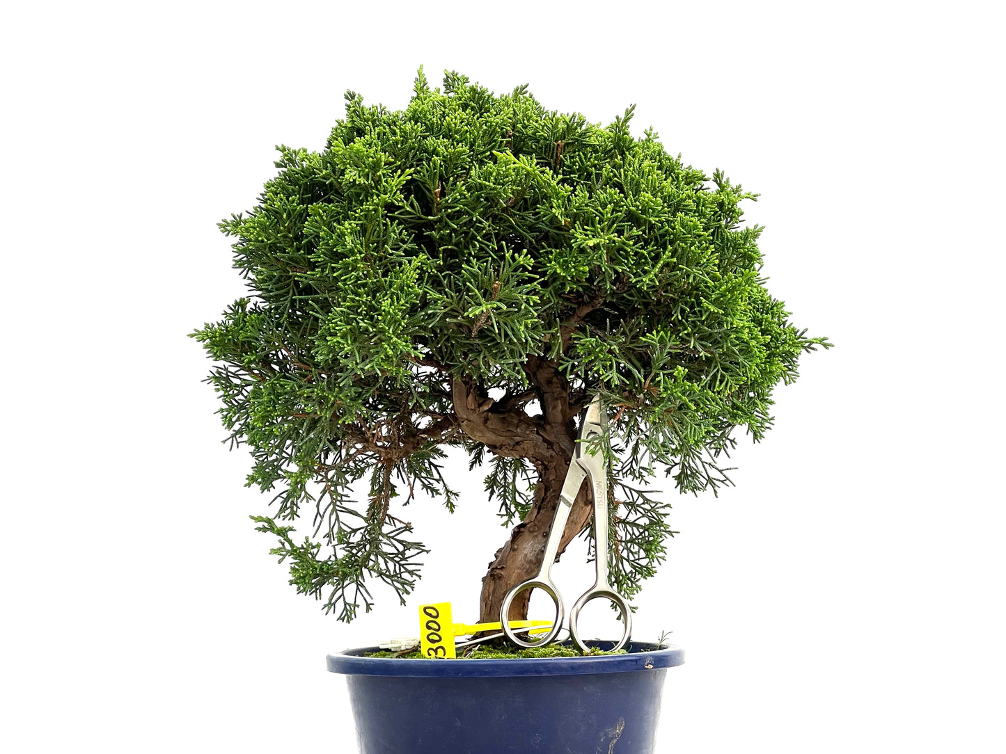 Juniperus Chinensis Itoigawa 3000