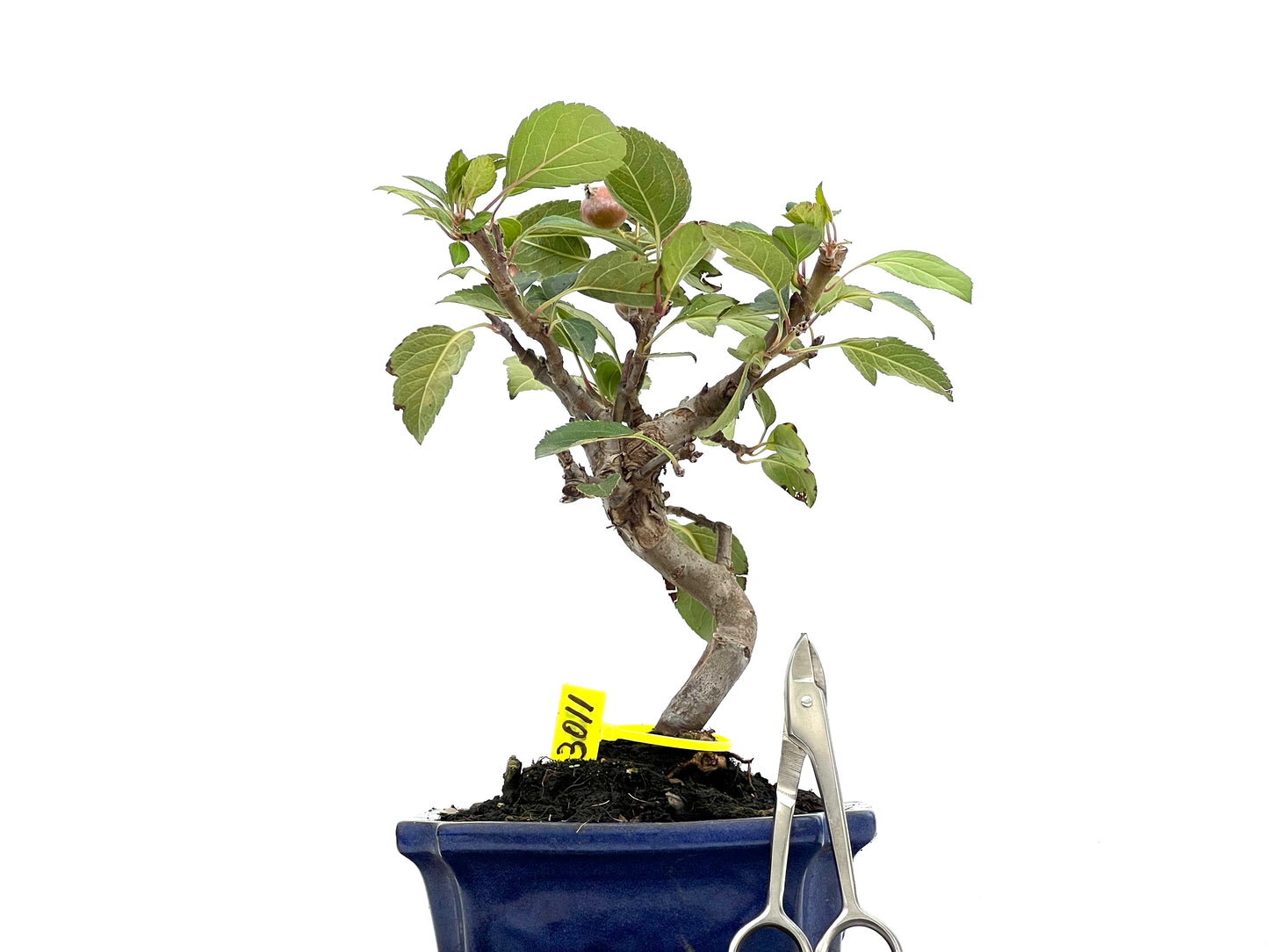 Malus Everest 3011