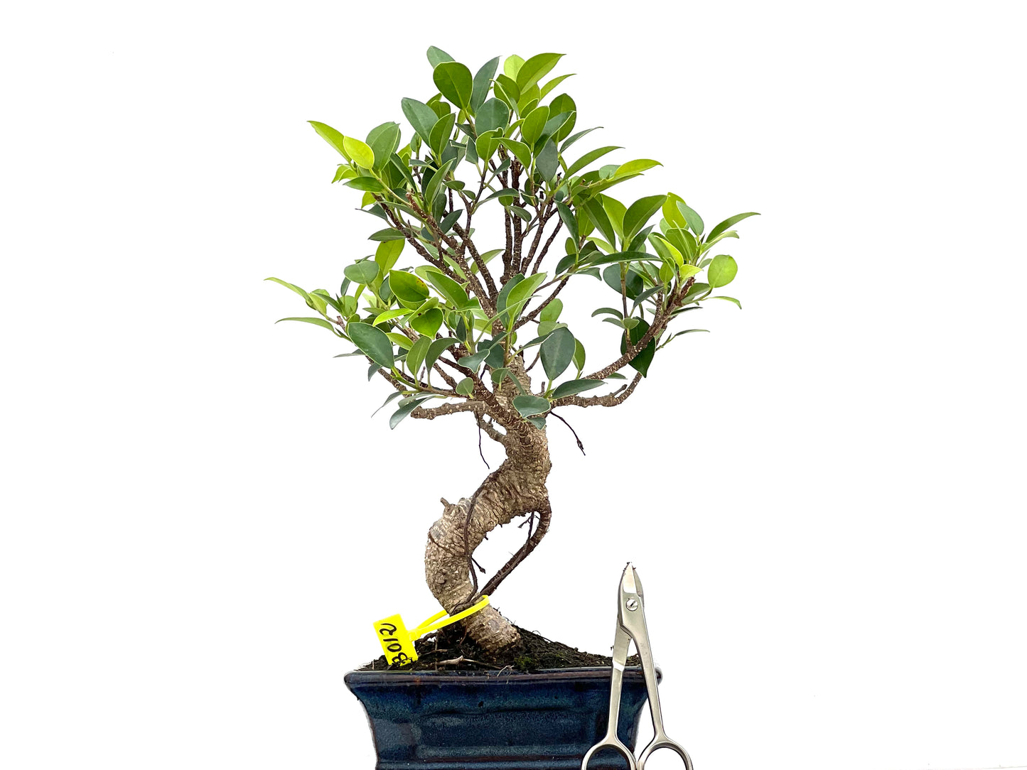 Ficus Tiger Bark 3012