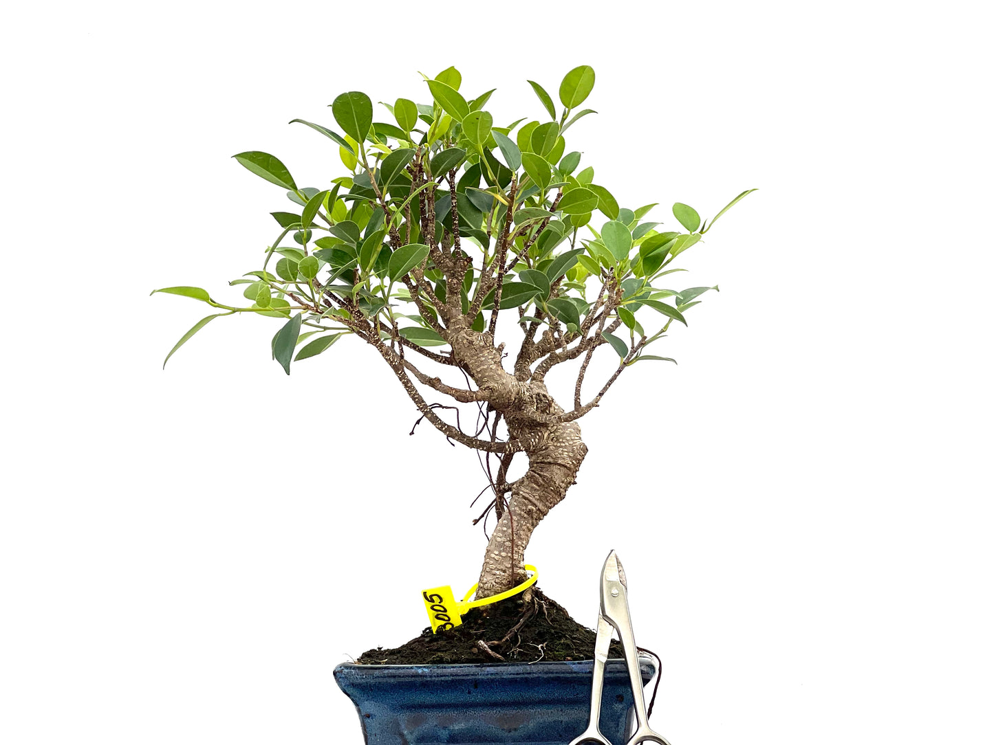 Ficus Tiger Bark 3005