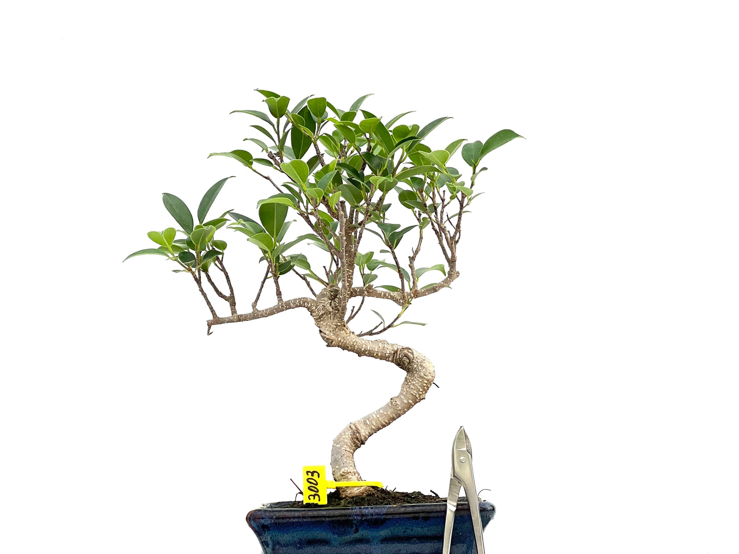 Ficus Tiger Bark 3003