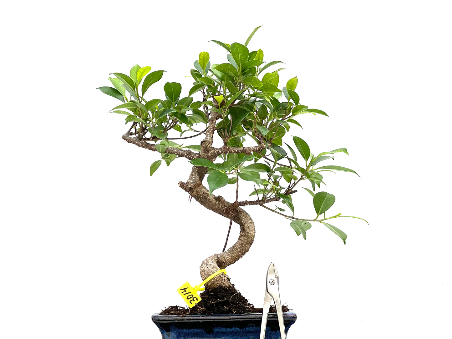 Ficus Tiger Bark 3014