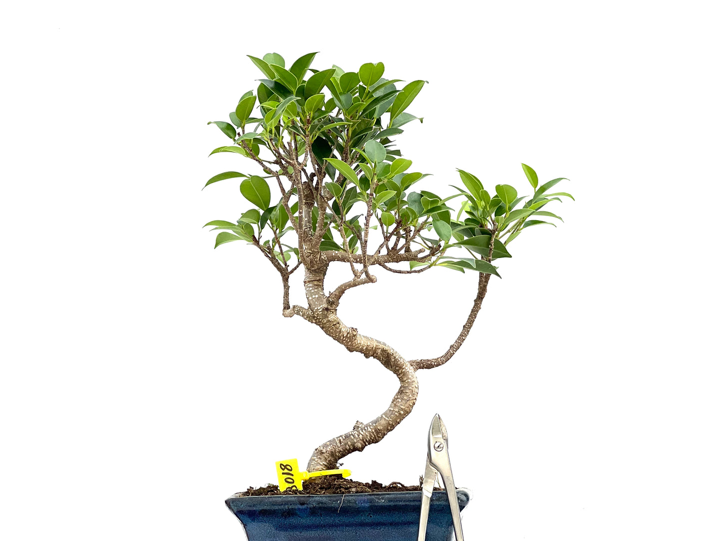 Ficus Tiger Bark 3018