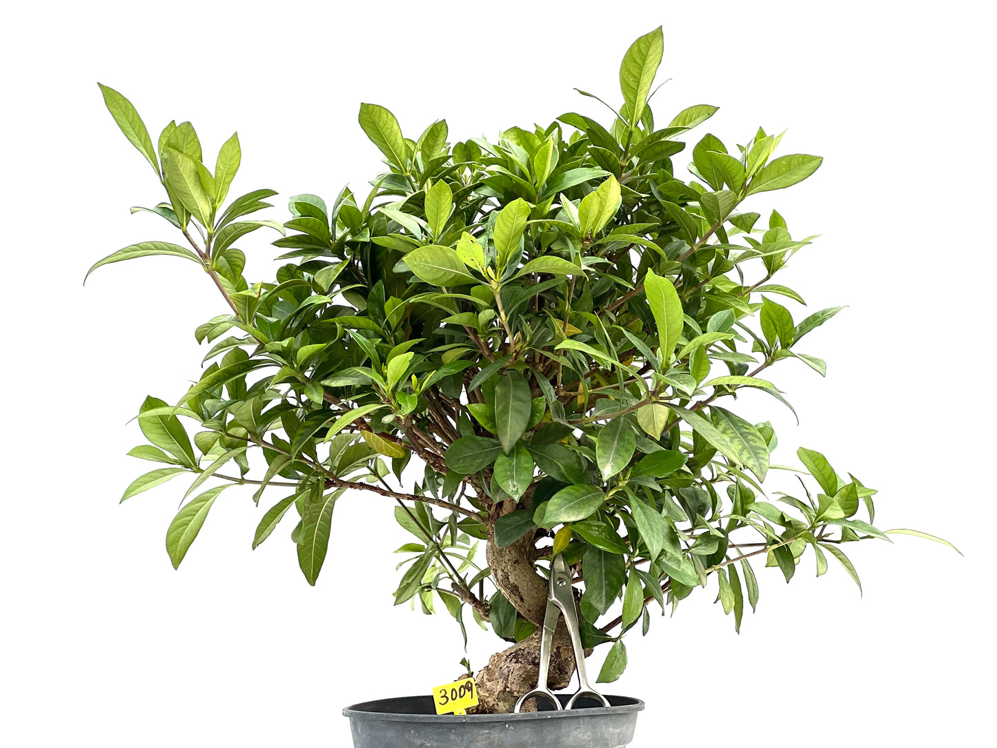 Gardenia Jasminoide 3009