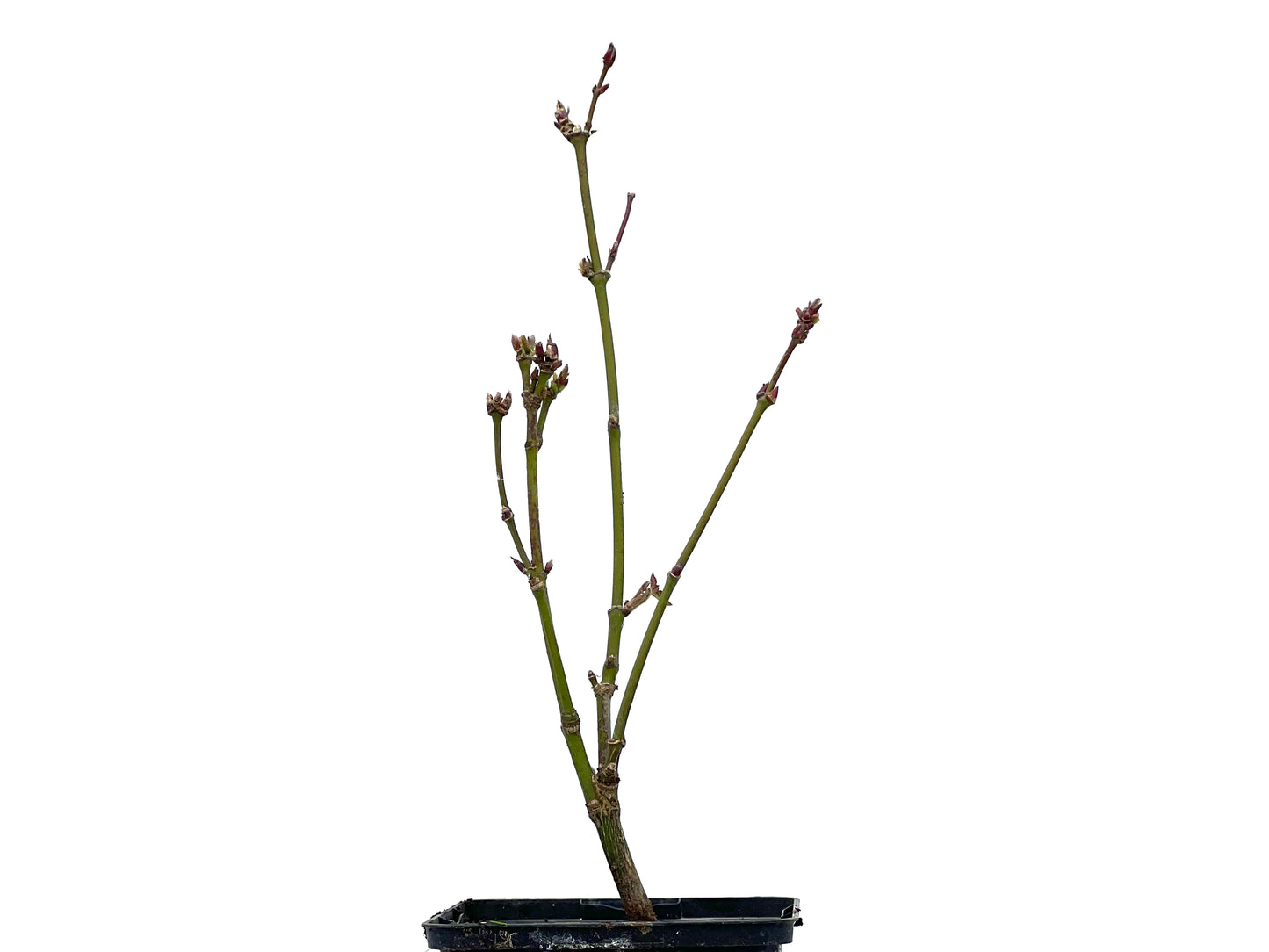 Arce Palmatum Atropurpureum