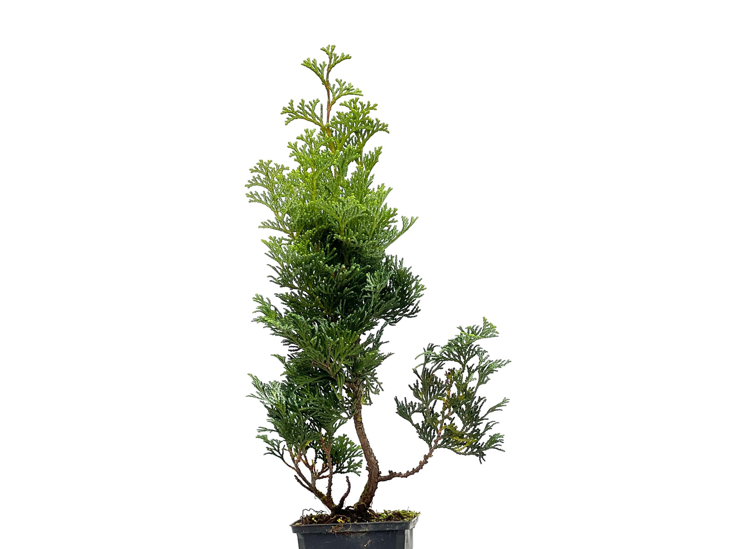 Chamaecyparis Obtusa Nana