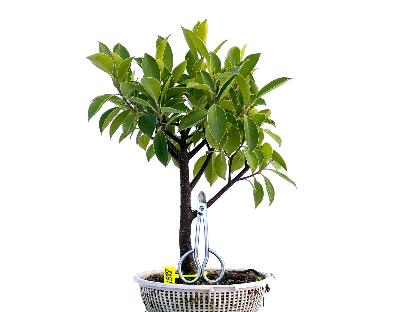 Ficus Retusa 1588