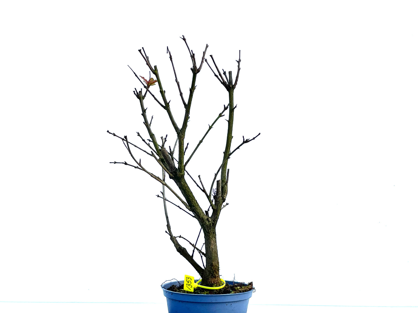 Punica Granatum Nana 1353