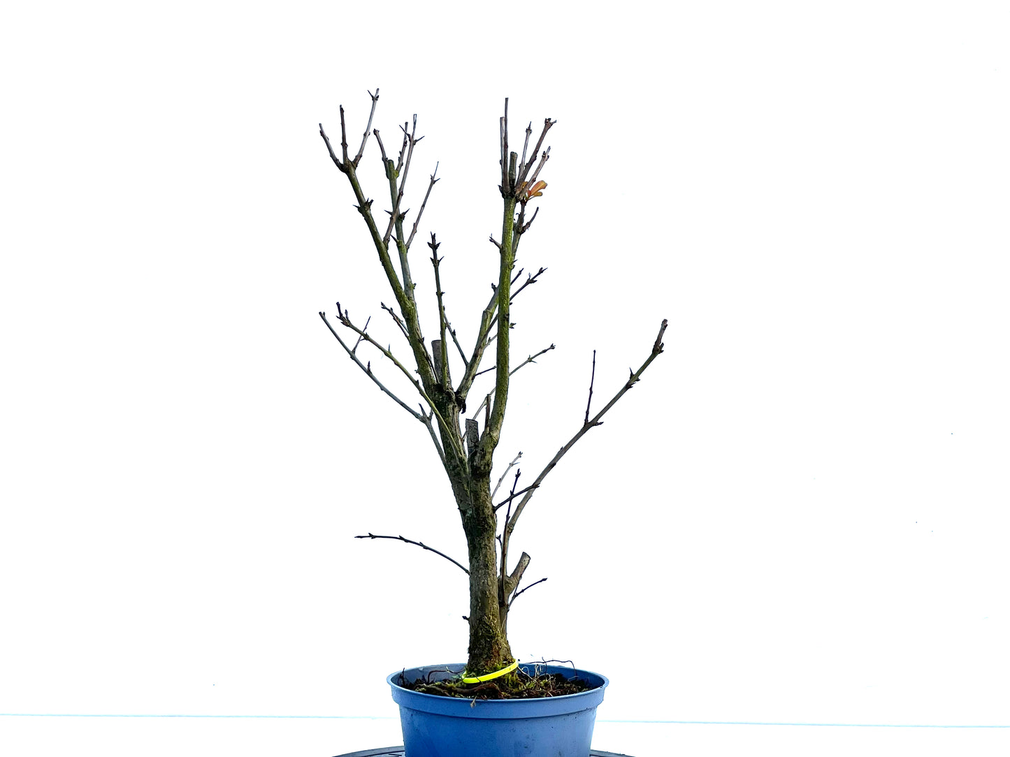 Punica Granatum Nana 1353