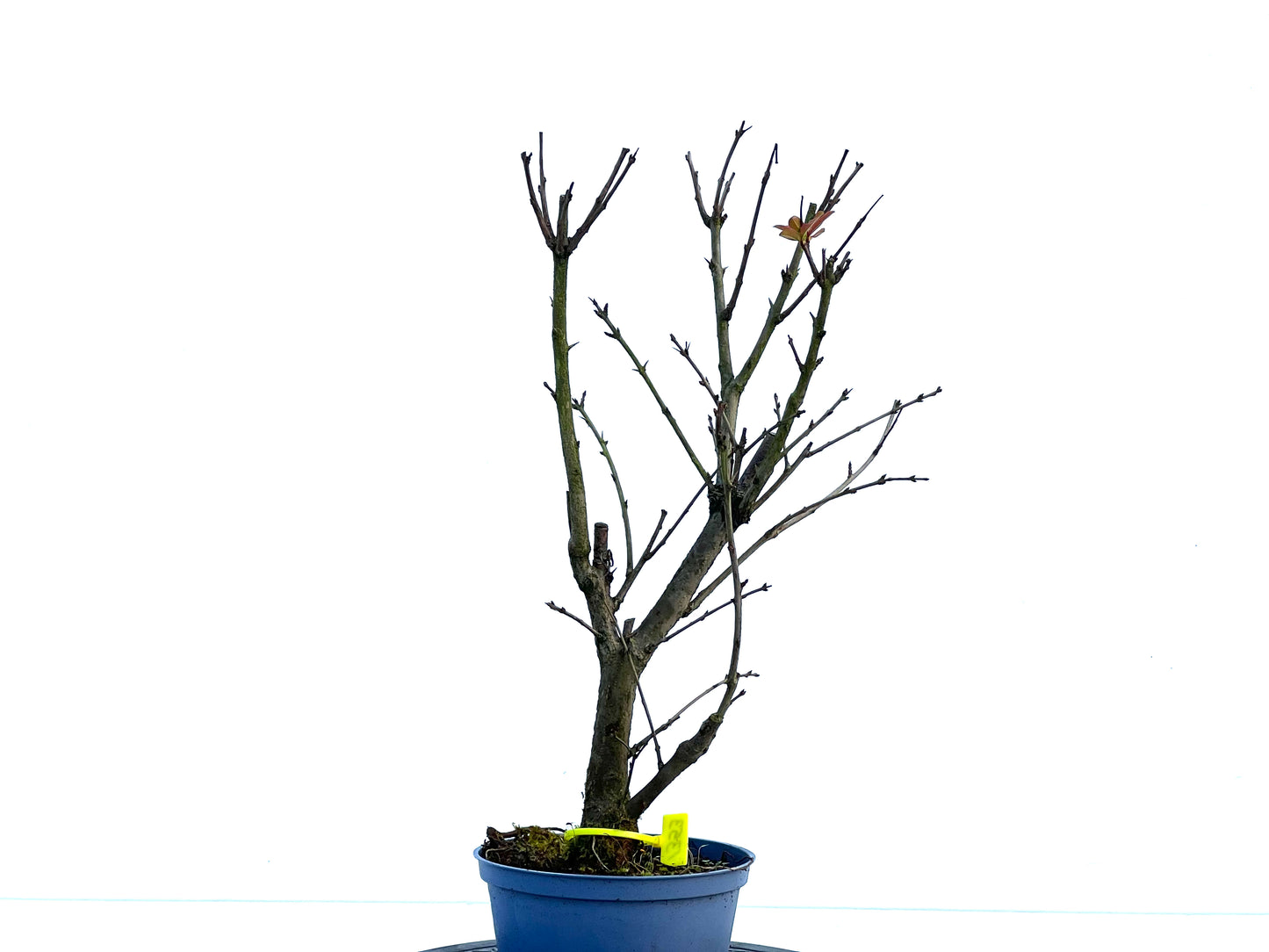 Punica Granatum Nana 1353