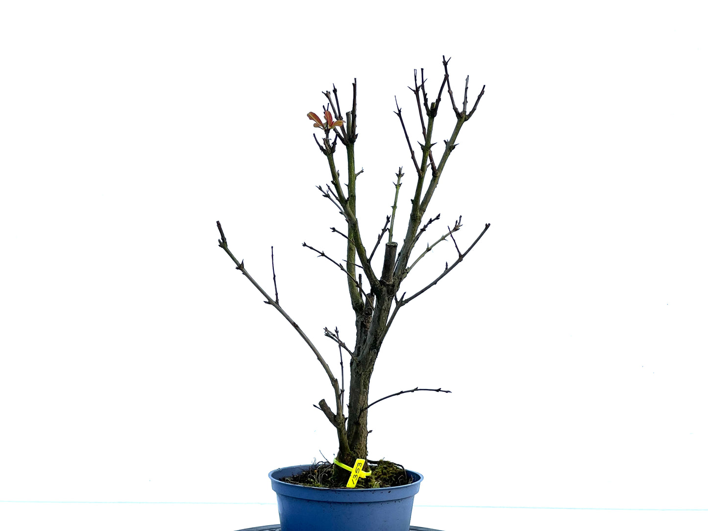 Punica Granatum Nana 1353