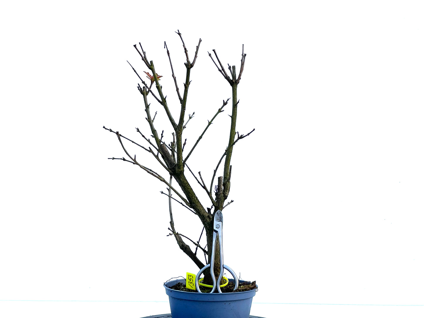 Punica Granatum Nana 1353