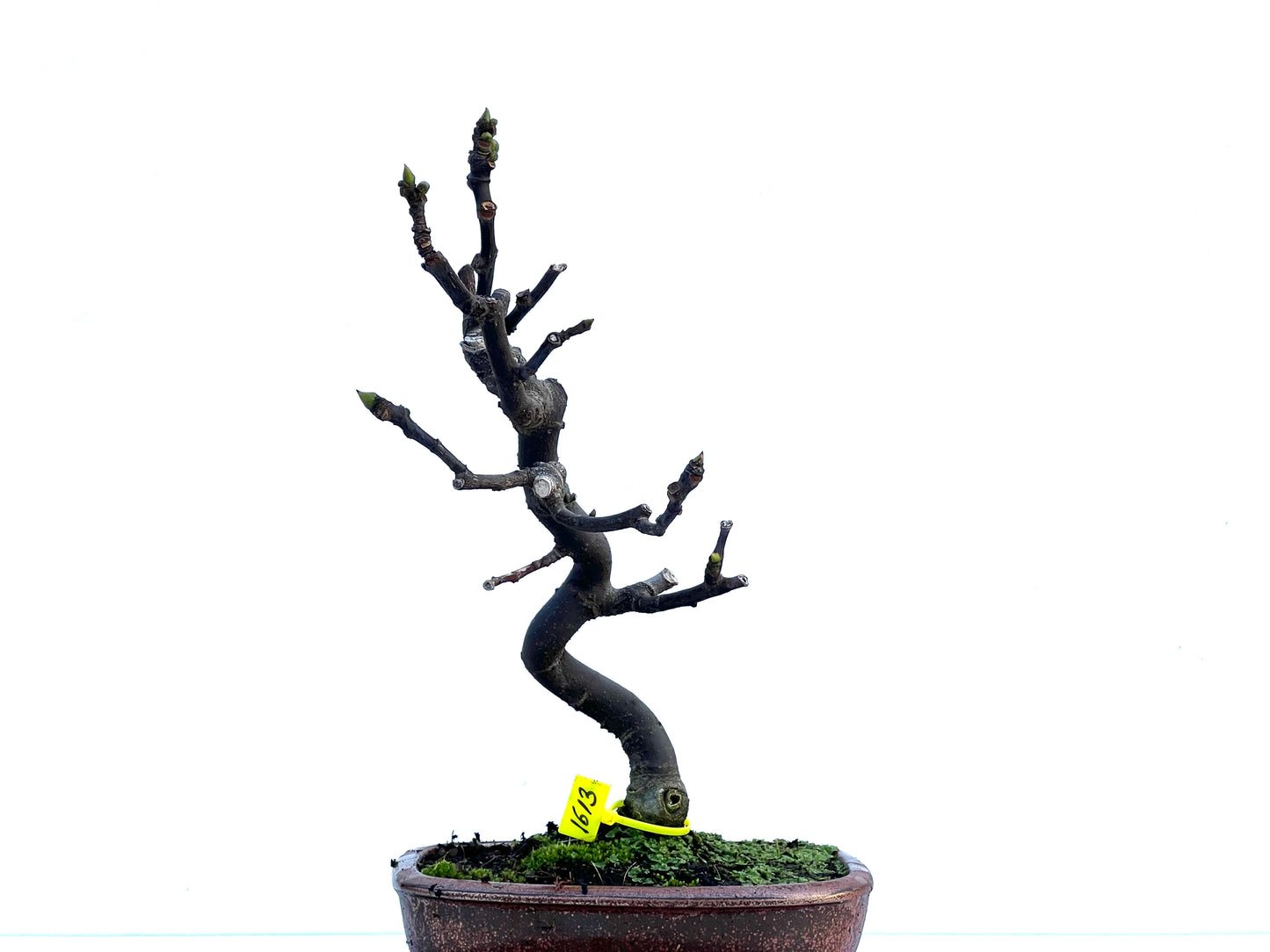 Ficus Carica 1613