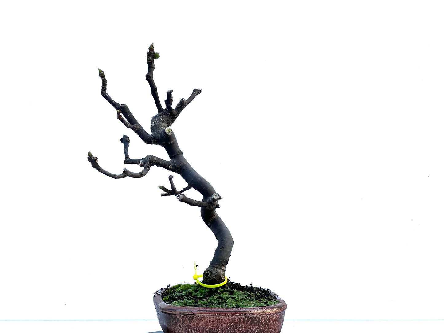 Ficus Carica 1613