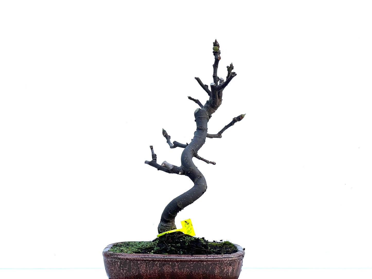 Ficus Carica 1613